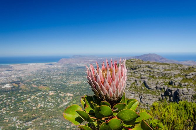 Skeleton Gorge to Table Mountain summit - Key points to know before you book