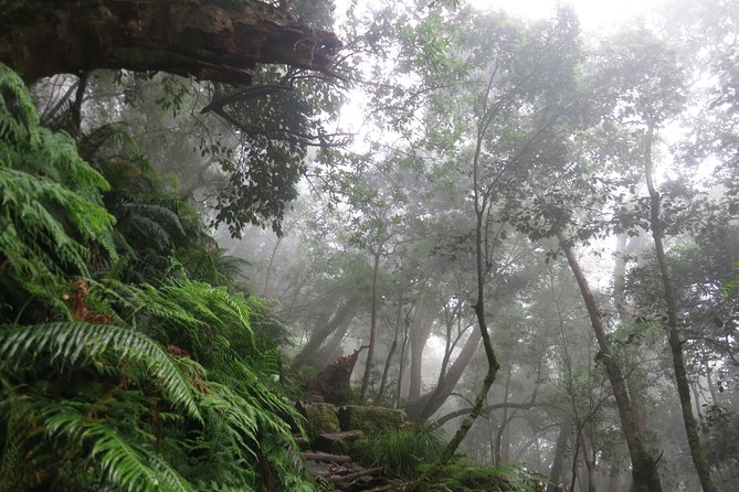 Skeleton Gorge to Table Mountain summit - Why this route beats a quick cable-car ride