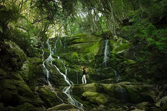 Skeleton Gorge to Table Mountain summit - Starting at Kirstenbosch at 8:00 am