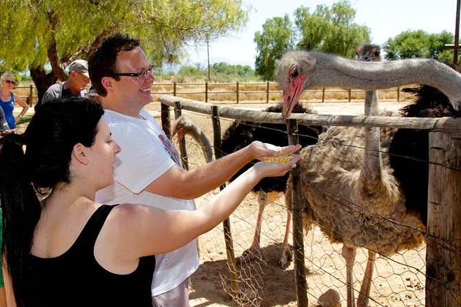 Skip the Line: Highgate Ostrich Farm Tour Ticket - Why this 75-minute farm visit works