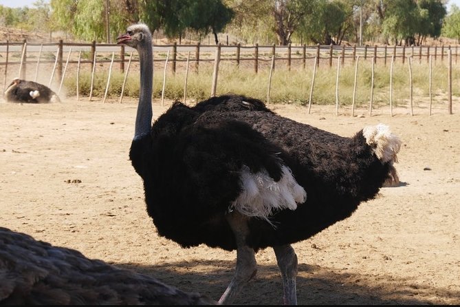 Skip the Line: Highgate Ostrich Farm Tour Ticket - Is $11.28 a fair price?