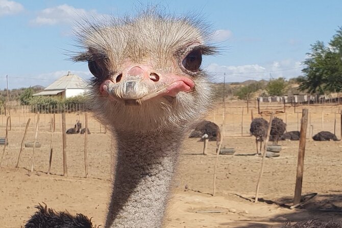Skip the Line: Highgate Ostrich Farm Tour Ticket - Starting in the main yard