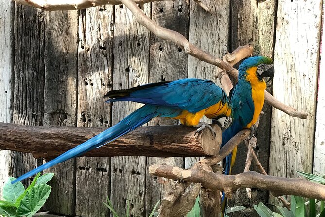 Skip the Line: World of Birds Admission Ticket - Why World of Birds is worth your time