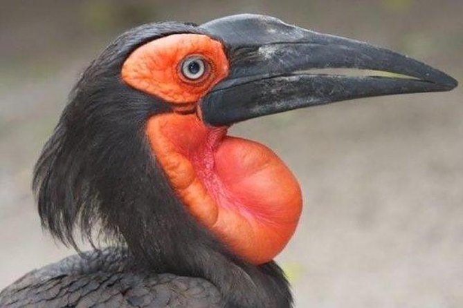Skip the Line: World of Birds Admission Ticket - Bird exhibits with South African species