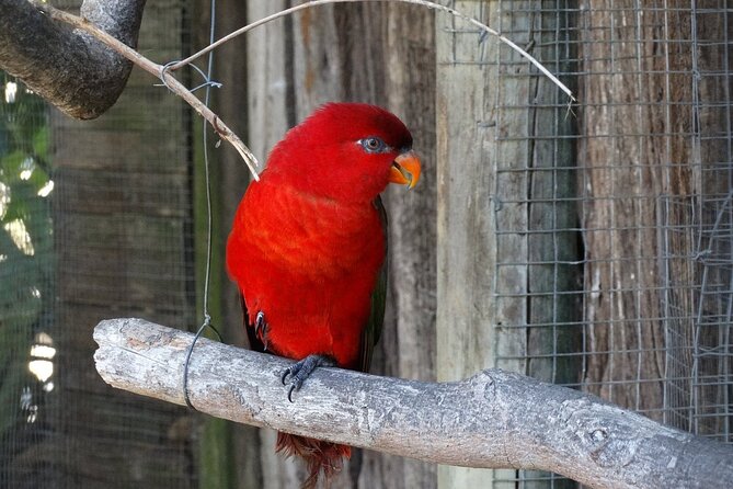 Skip the Line: World of Birds Admission Ticket - How much time should you allow?