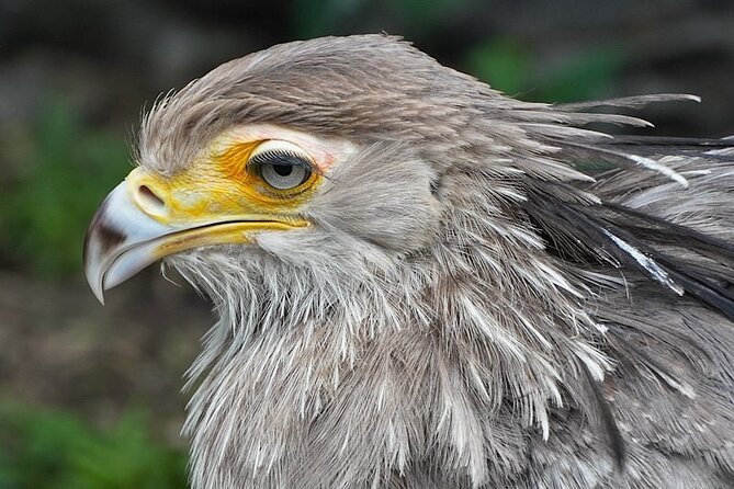 Skip the Line: World of Birds Admission Ticket - What the visit does best, and where it falls short
