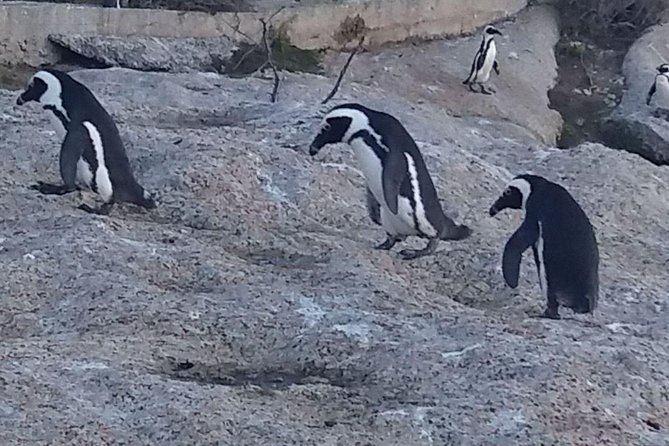 Small Group Cape Of Good Hope Penguins Wine Tasting Inc Park Fees - Hout Bay adds boats, seals, and local trade