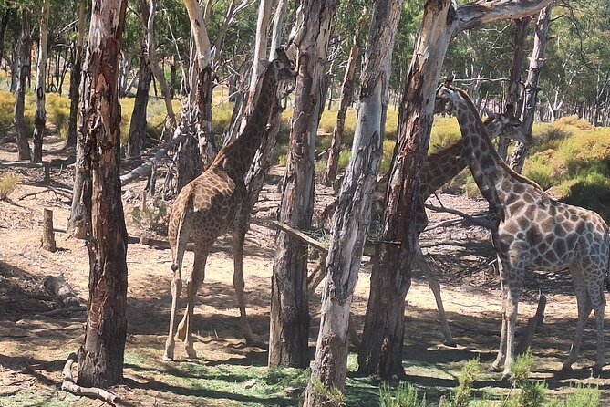 Small Group Cape Town Big 5 Safaris to Aquila Game Reserve - Who will enjoy this safari most?