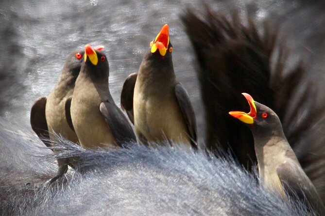 Small-Group Full-Day Safari Tour in Kruger National Park - What a full day in the park feels like