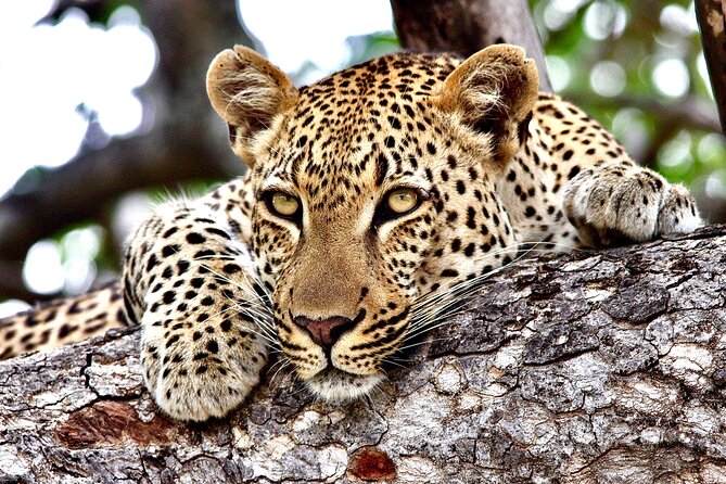 Small-Group Full-Day Safari Tour in Kruger National Park - A small vehicle makes Kruger easier to enjoy
