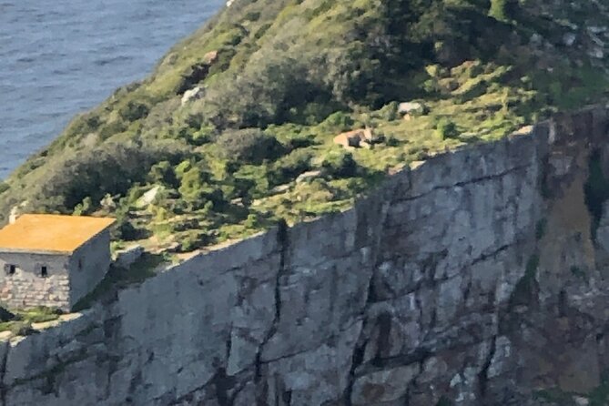 Small Group Tour Boulders Beach Penguin Colony Cape of Good Hope - Chapmans Peak delivers the signature drive