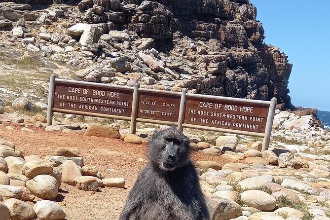 Small Group Tour: Penguins, Cape Point and Cape of Good Hope - Key points to know before booking