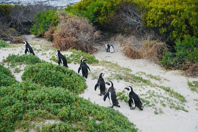 Small Group Tour: Penguins, Cape Point and Cape of Good Hope - What this Cape Peninsula day actually delivers