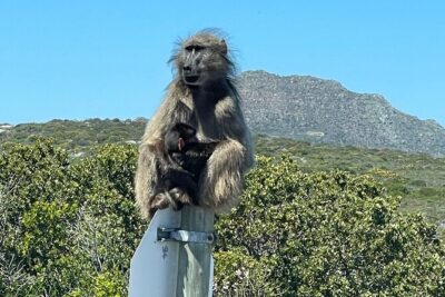 Small Group Tour: Penguins, Cape Point and Cape of Good Hope