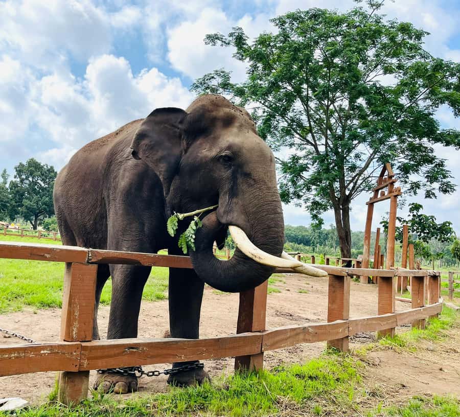 South Africa from Joburg: Elephant Sanctuary Half Day Tour - The five details that shape this elephant experience