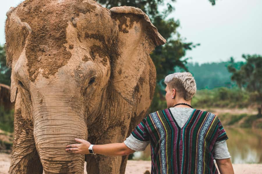 South Africa from Joburg: Elephant Sanctuary Half Day Tour - From your hotel to Hartbeespoort in about an hour