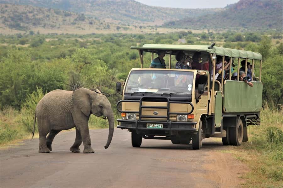 South Africa from Joburg: Elephant Sanctuary Half Day Tour - Feeding, touching, and walking trunk-in-hand