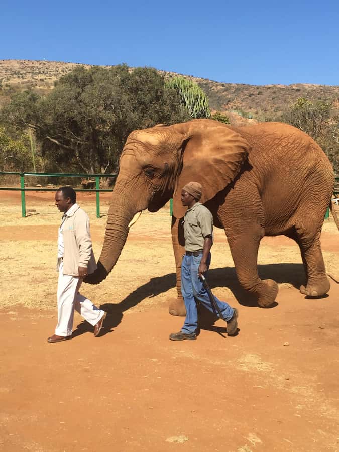 South Africa from Joburg: Elephant Sanctuary Half Day Tour - The price requires careful calculation