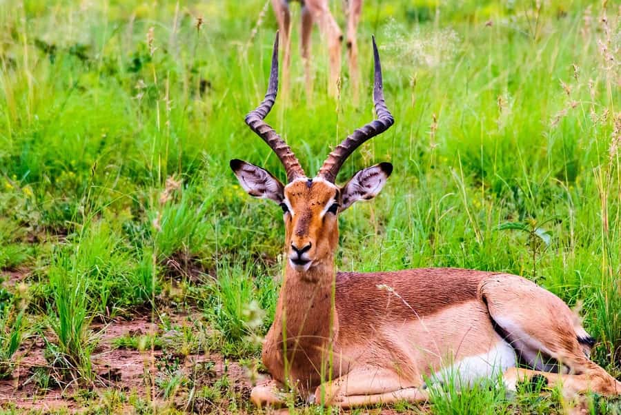 South Africa Joburg: Pilanesberg National Park Day Tour - Why Pilanesberg works as a Johannesburg day trip