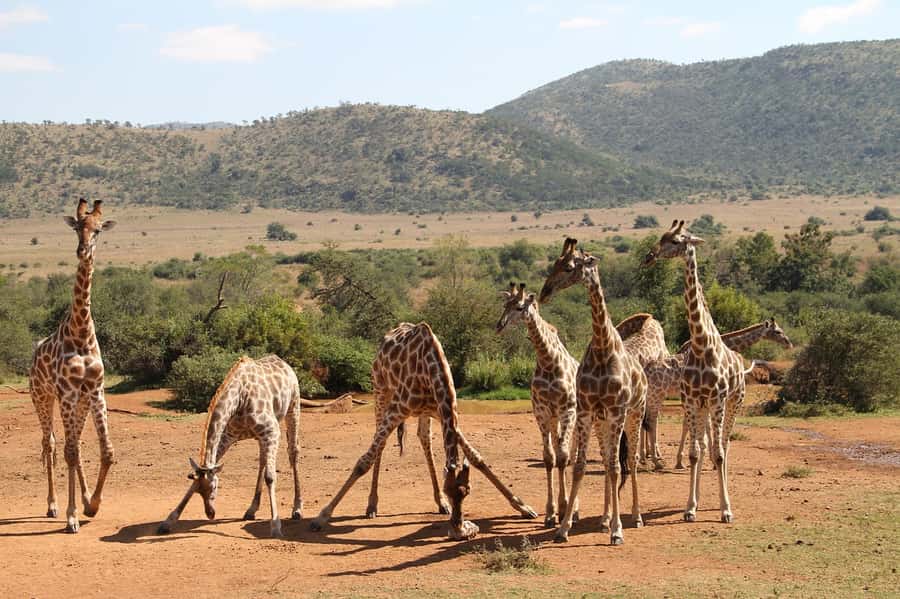 South Africa Joburg: Pilanesberg National Park Day Tour - Morning game drive: 2.5 hours inside Pilanesberg