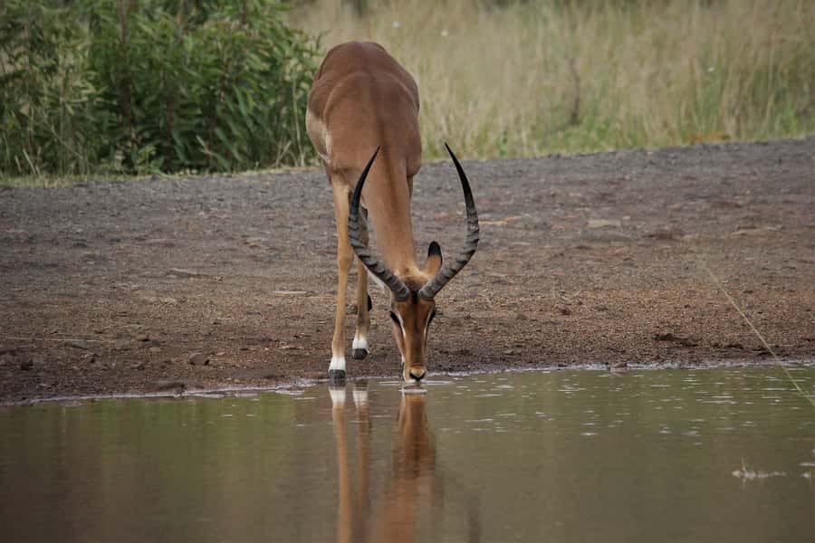 South Africa Joburg: Pilanesberg National Park Day Tour - The 1.5-hour break and the practical food question