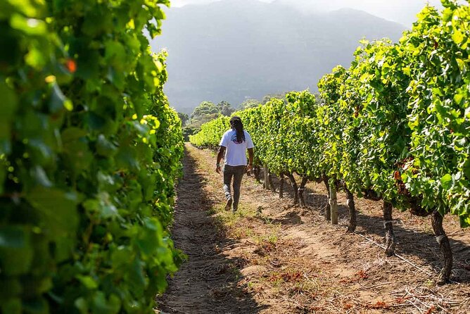 Splendour in the Winelands - Private Tour - Why this private Stellenbosch day works