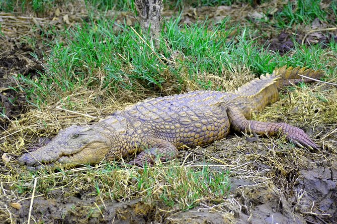 St Lucia Estuary Safari & Emdoneni Wild Cat Project Day Tour from Durban - Why this Durban day trip works