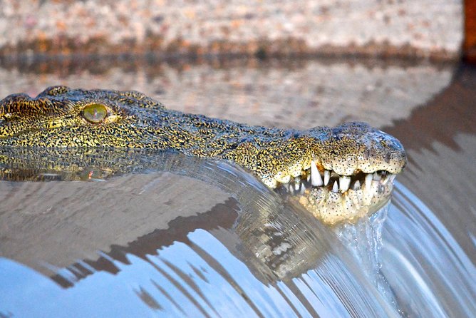 St Lucia Estuary Safari & Emdoneni Wild Cat Project Day Tour from Durban - What makes the Emdoneni cat visit different