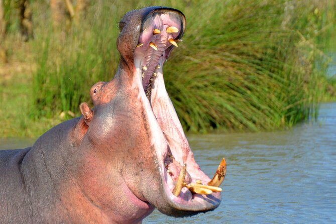 St Lucia Estuary Safari & Emdoneni Wild Cat Project Day Tour from Durban - Who should book this experience?