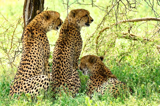St Lucia Estuary Safari & Emdoneni Wild Cat Project Day Tour from Durban - Final verdict: a useful two-part wildlife day