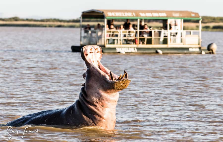 St Lucia: Hippo and Crocodile Cruise on a 15-Seat Vessel - Setting out from the St Lucia Estuary