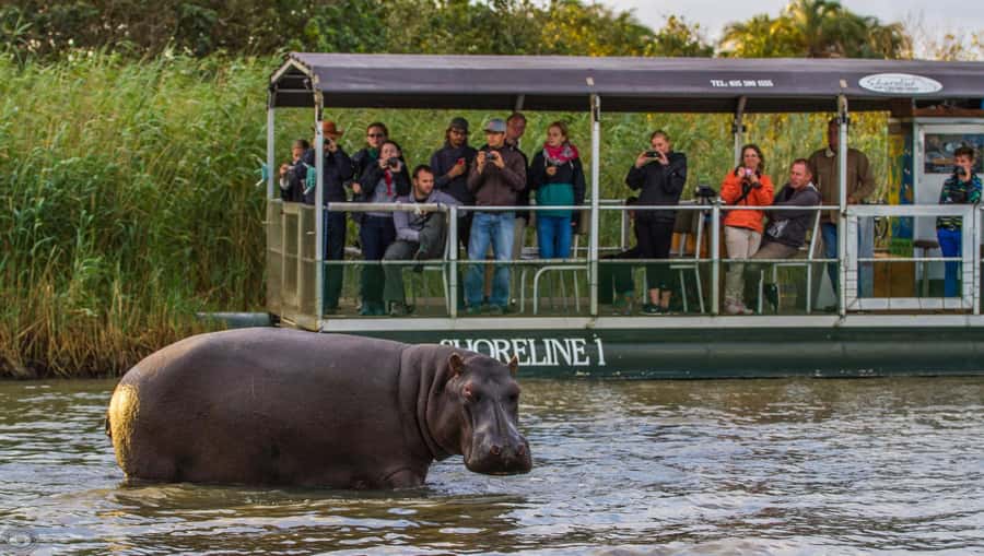 St Lucia: Hippo and Crocodile Cruise on a 15-Seat Vessel - The first wildlife stretch, hippos at water level