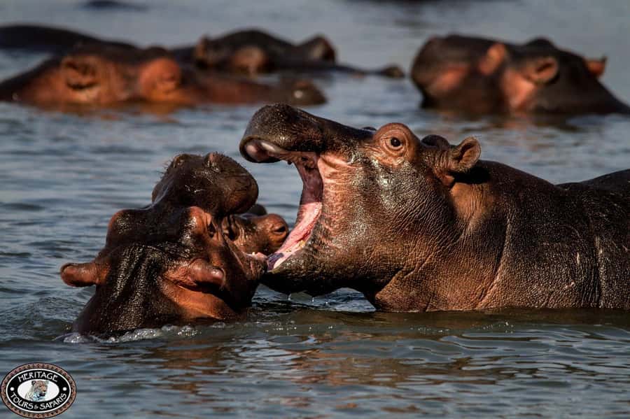 St Lucia: Hippo and Crocodile Cruise on a 15-Seat Vessel - Birds, trees, and the wider estuary