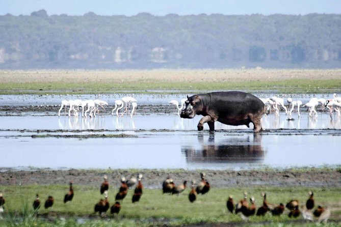 St Lucia Isimangaliso Boat Safari Day Tour from Durban - The guides and the quality of the day