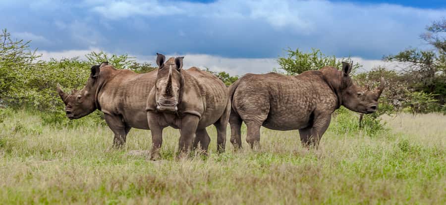 St Lucia: iSimangaliso Wetland Park: Full-Day/Half-Day Tour - Looking for the Big Four and smaller animals