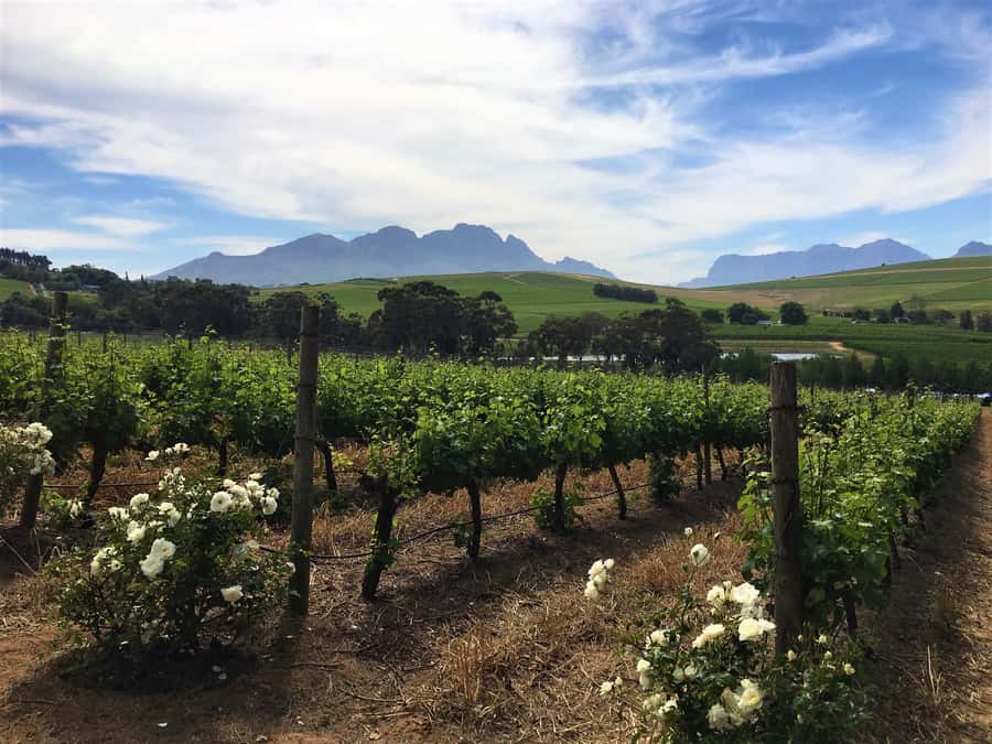Stellenbosch: Devon Valley Vineyards Bicycle Tour w. Lunch - First cellar stop: wine, scenery, and a change of pace