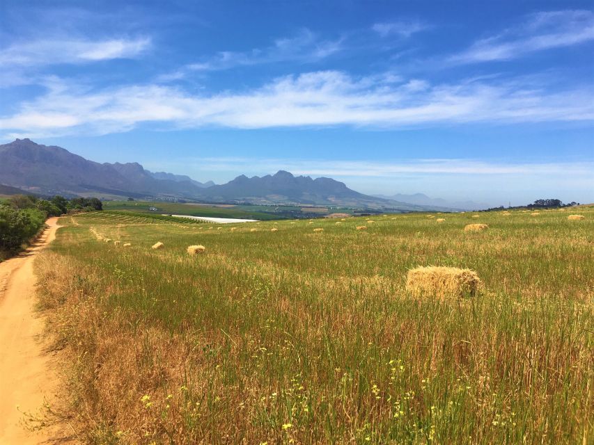 Stellenbosch: Devon Valley Vineyards Bicycle Tour w. Lunch - Second wine farm: a useful contrast