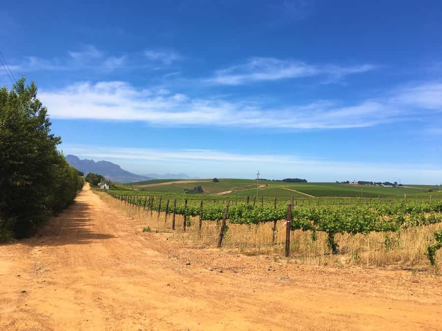 Stellenbosch: Devon Valley Vineyards Bicycle Tour w. Lunch - Is $158 a fair price?