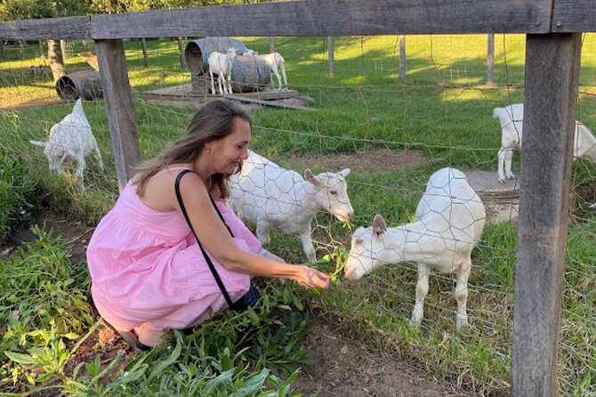 Stellenbosch, Franschhoek and Paarl: Full Day Wine Tour - Stellenbosch wine tasting: French ideas with South African character