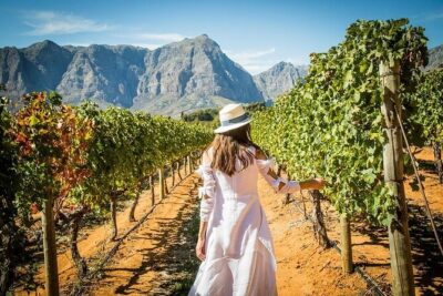 Stellenbosch & Franschhoek Wine Tasting Private Tour incl. Lunch