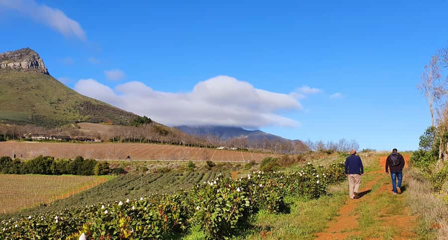 Stellenbosch: Guided Vineyard Hike and Wine Tasting - Key things to know before booking