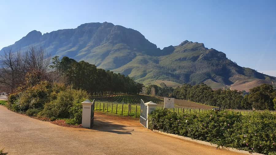 Stellenbosch: Guided Vineyard Hike and Wine Tasting - Two premium tastings and a cellar tour