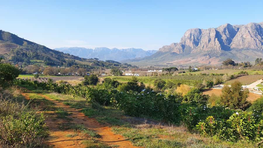 Stellenbosch: Guided Vineyard Hike and Wine Tasting - Walking through working vineyards