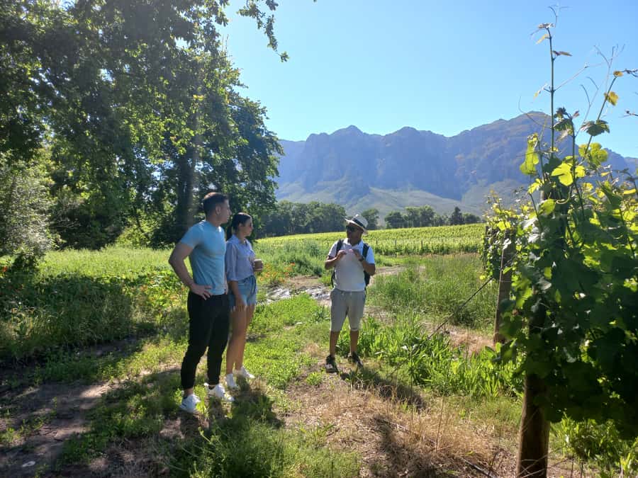 Stellenbosch: Half-Day Guided Nature Hike and Wine Tasting - Finishing at a boutique vineyard