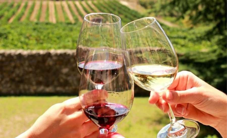 Stellenbosch: Half-Day Wine Tour - First Vineyard: Six Wines, Cheese, and a Cellar Visit