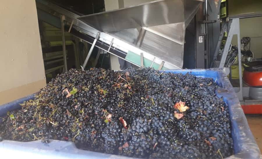 Stellenbosch: Half-Day Wine Tour - Second Vineyard: Biltong, Chocolate, and French-Style Wine