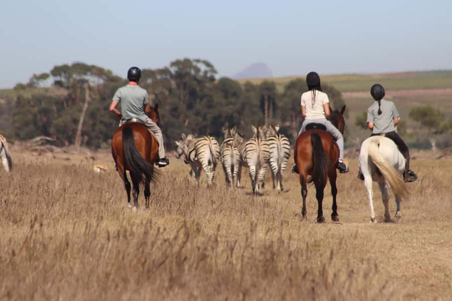 Stellenbosch: Horse Riding Wildlife Safari - The reserve ride: slow pace, close animal encounters