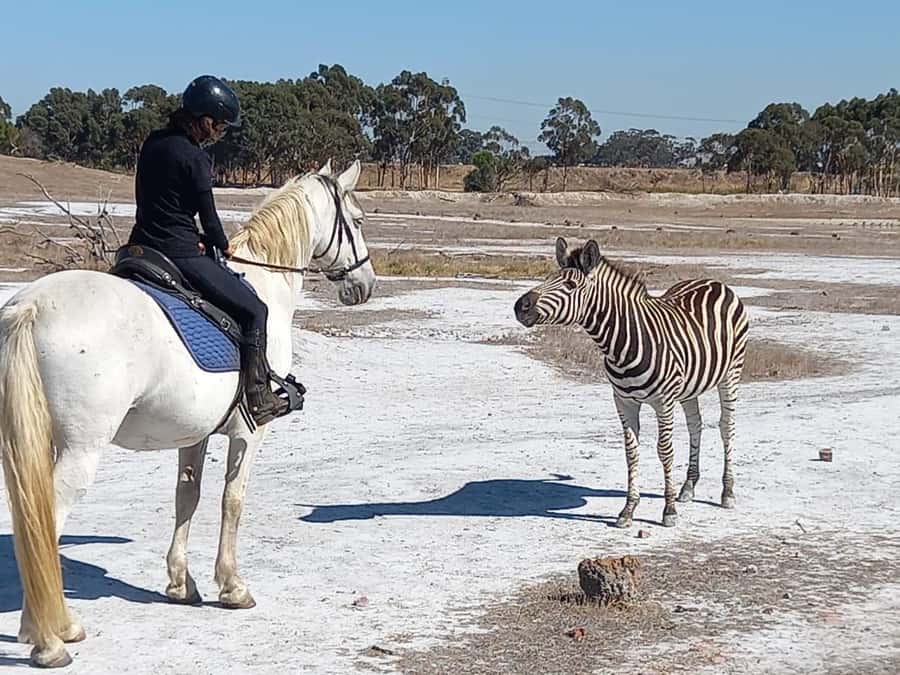 Stellenbosch: Horse Riding Wildlife Safari - Why the walking pace matters