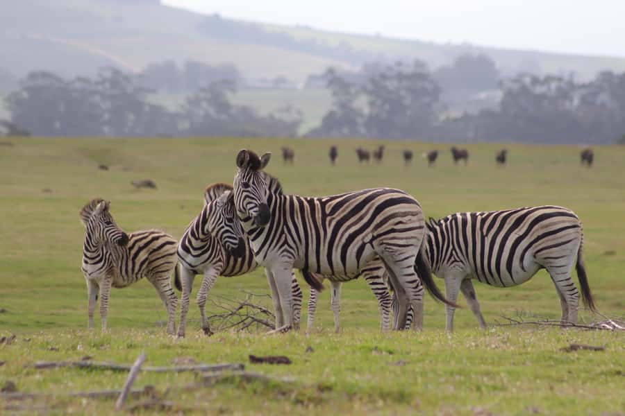 Stellenbosch: Horse Riding Wildlife Safari - What $98 buys you