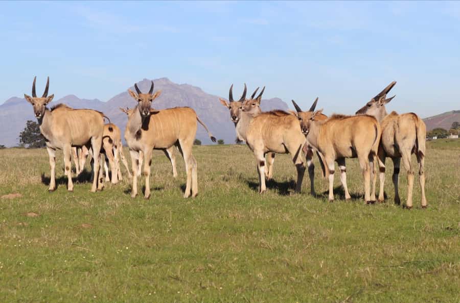 Stellenbosch: Horse Riding Wildlife Safari - Practical preparation for the day